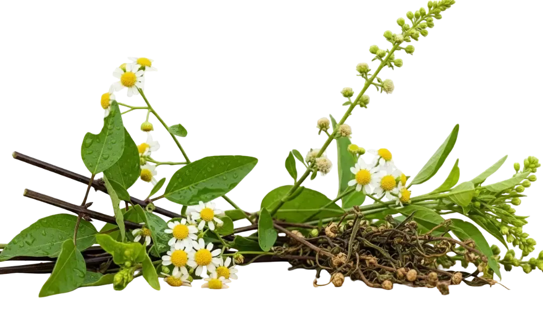Bhringraj (false daisy): the Ayurvedic 'king of hair' meets modern research